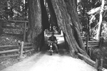 Under Redwood Tree